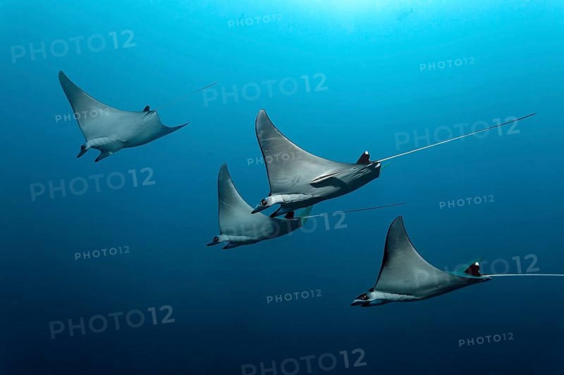 Mobulas (Mobula)