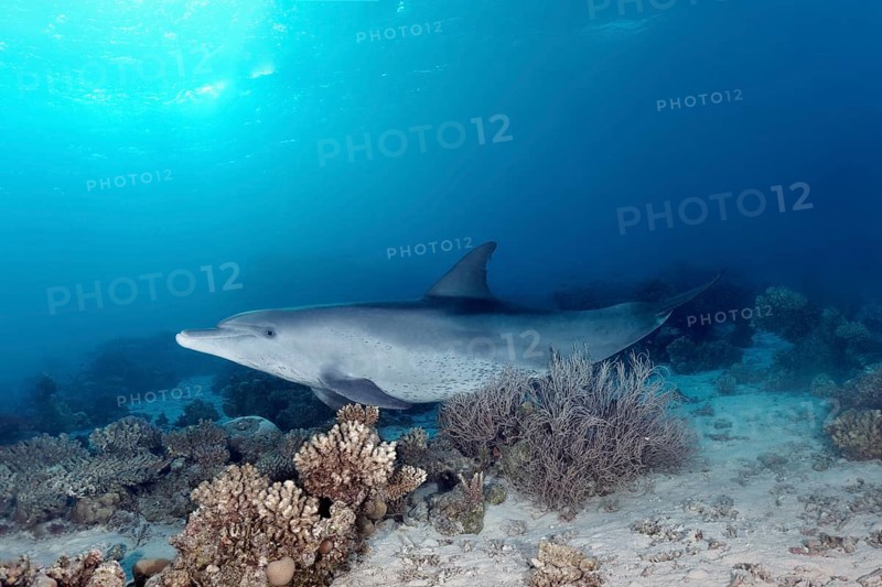 Bottlenose dolphin (Tursiops truncatus)
