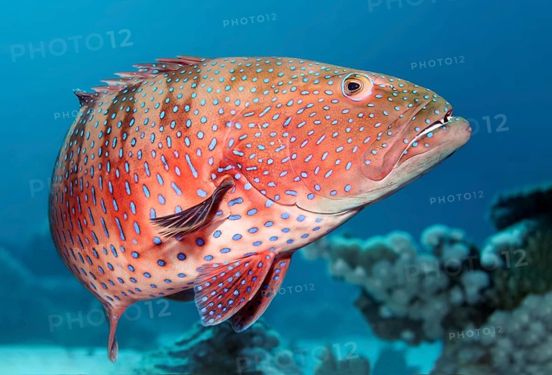 Roving coral grouper (Plectropomus pessuliferus marisrubi)