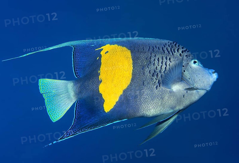 Halfmoon angelfish or (Pomacanthus maculosus)