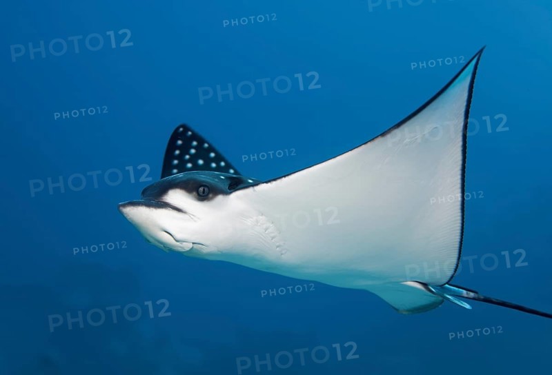 Spotted eagle ray (Aetobatus narinari)