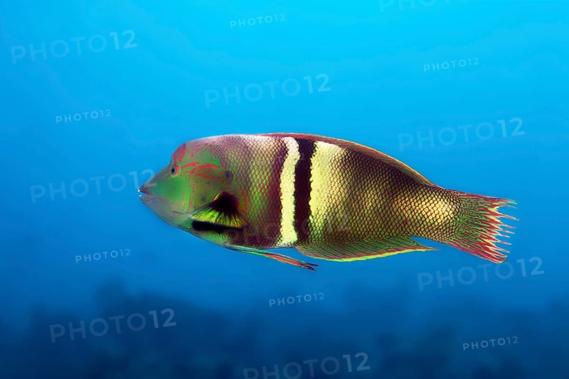 Clown coris (Coris aygula)