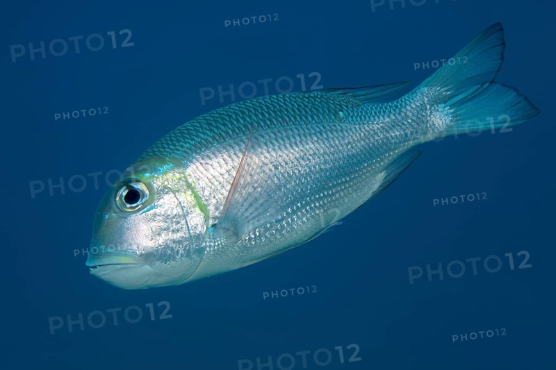Humpnose big-eye bream (Monotaxis grandoculis) swims in the open sea