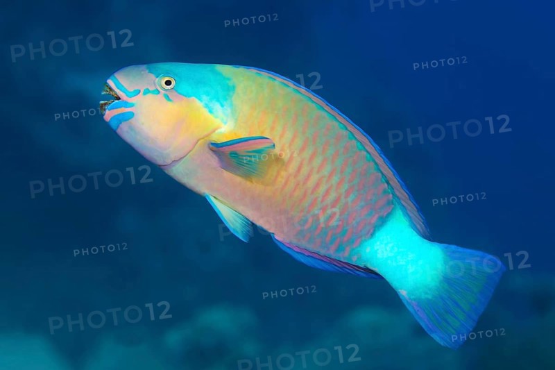 Bullethead parrotfish (Chlorurus sordidus) swims over the coral reef