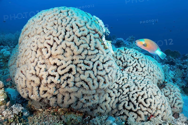 Bubble Coral (Plerogyra sinuosa) with Bullethead parrotfish (Chlorurus sordidus)