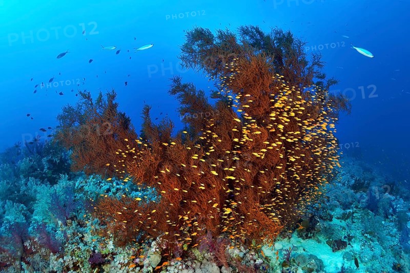 Coral Reef with Black Coral (Antipathes dichotoma) and Swarm Anthias (Anthiinae)