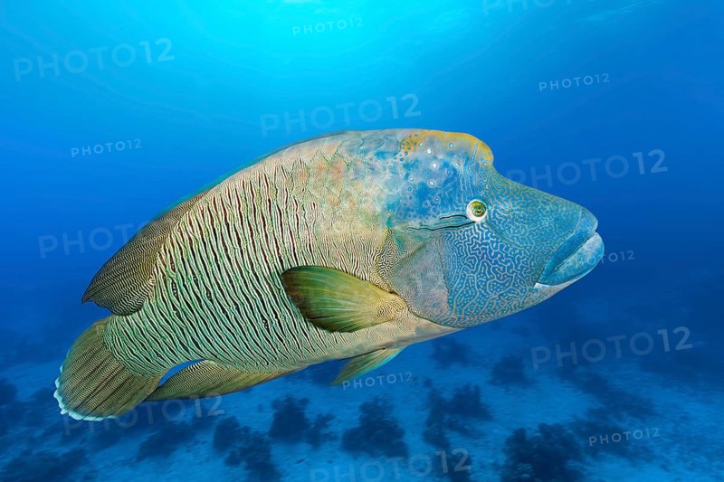 Adult Humphead Wrasse (Cheilinus undulatus) swims over spotted reefs