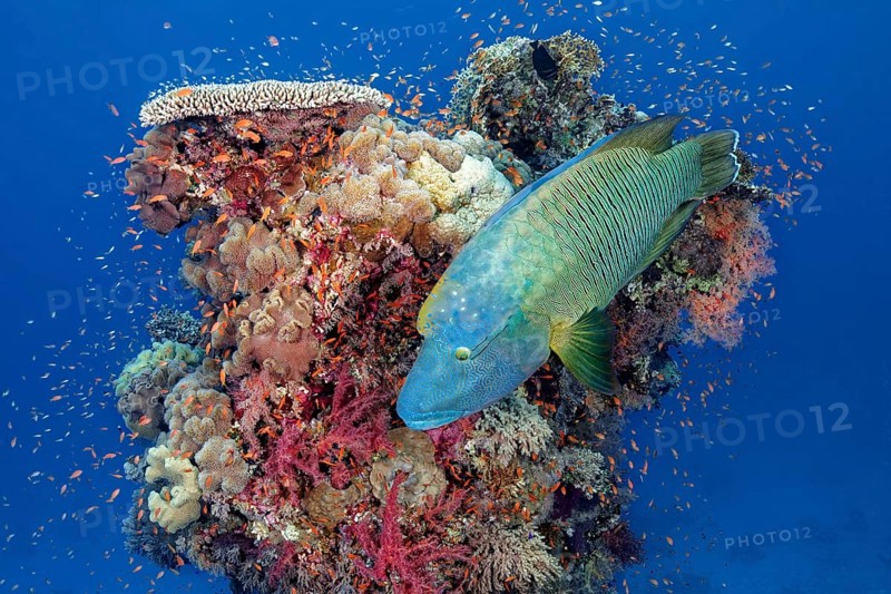 Adult Humphead Wrasse (Cheilinus undulatus) swims over Coral Tower
