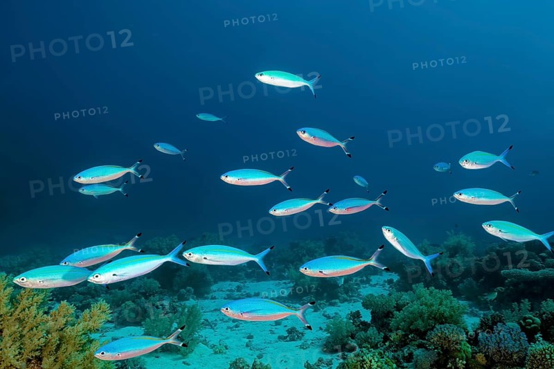 Small Swarm Goldband fusiliers (Pterocaesio chrysozona) floats over Broccoli Soft Coral (Litophyton arboreum)