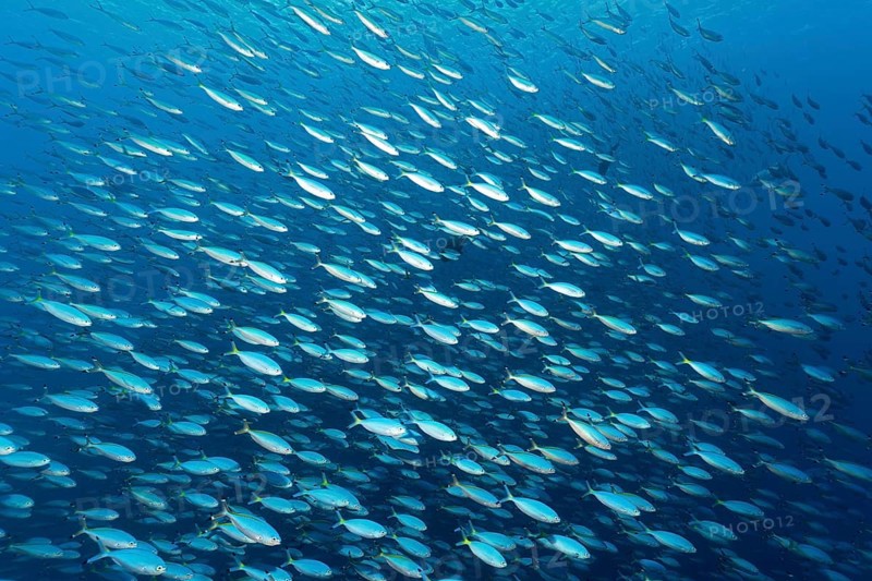 Large swarm Goldband fusiliers (Pterocaesio chrysozona) swims in the open sea