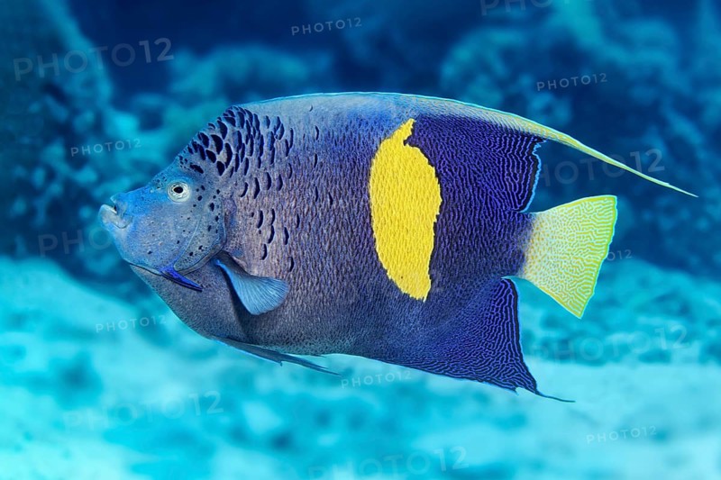 Halfmoon angelfish (Pomacanthus maculosus)