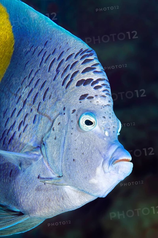 Halfmoon angelfish (Pomacanthus maculosus)