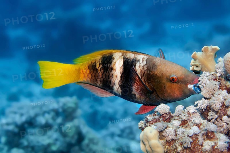 Rusty Parrotfish (Scarus ferrugineus) feeding coral