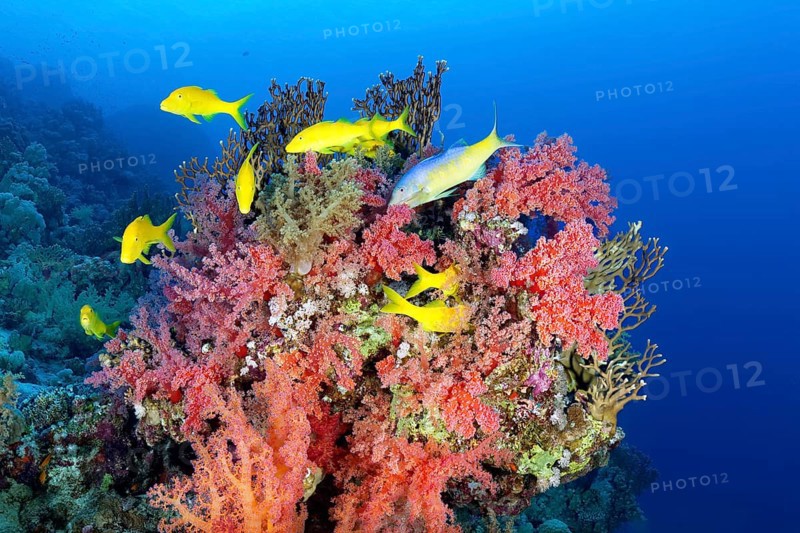 Swarm Golden Goatfishes (Parupeneus cyclostomus) looks at coral block with red Klunzinger's Soft Coral (Dendronephthya klunzingeri) for food