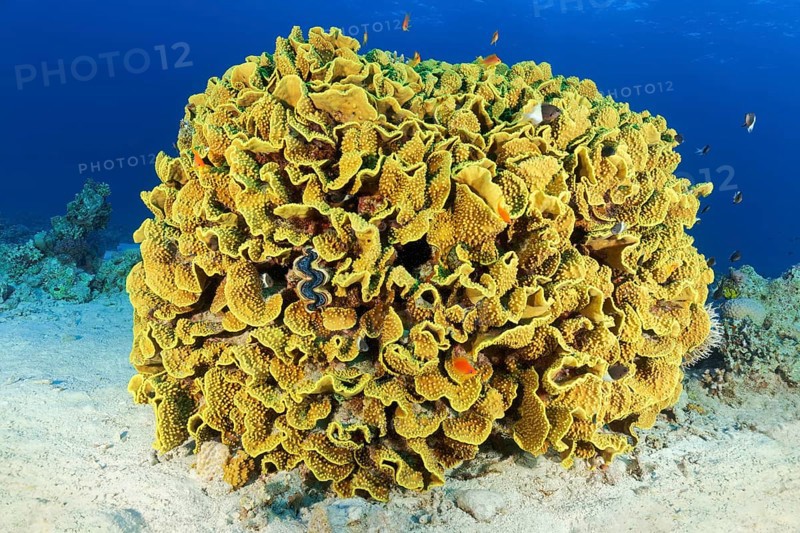 Scroll coral (Turbinaria reniformis)