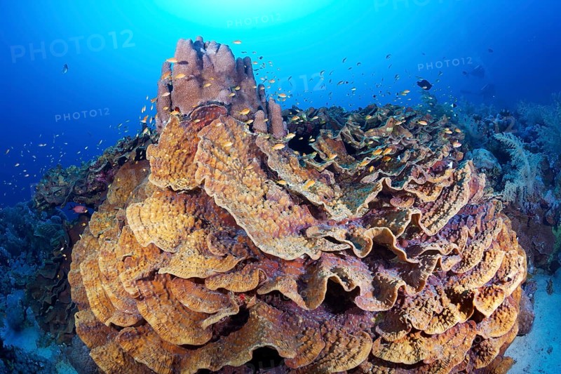 Blue Chalice (Echinopora lamellosa)