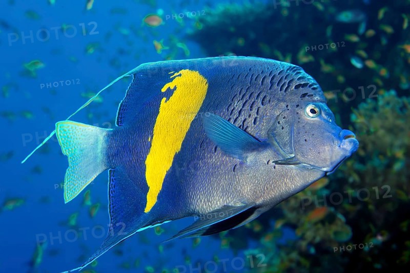 Halfmoon angelfish (Pomacanthus maculosus)