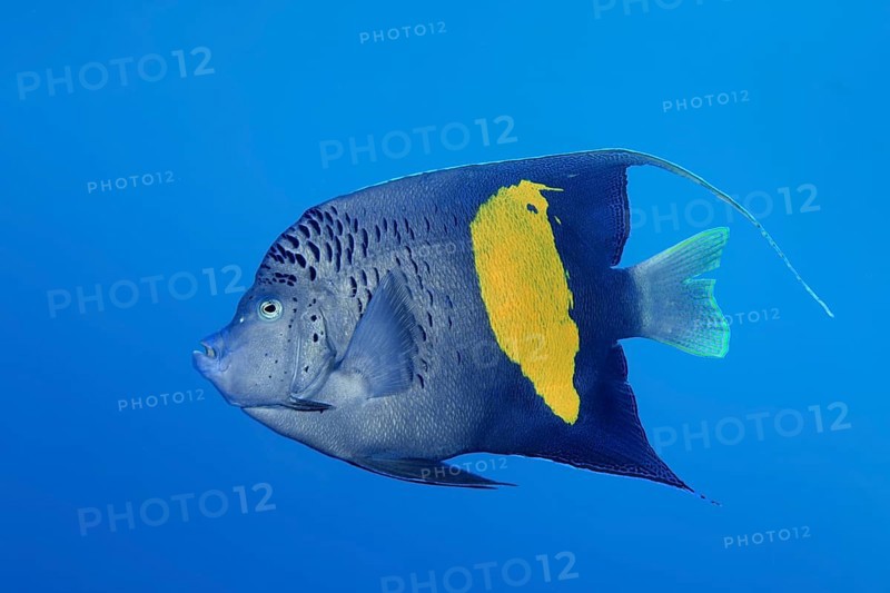 Halfmoon angelfish (Pomacanthus maculosus)