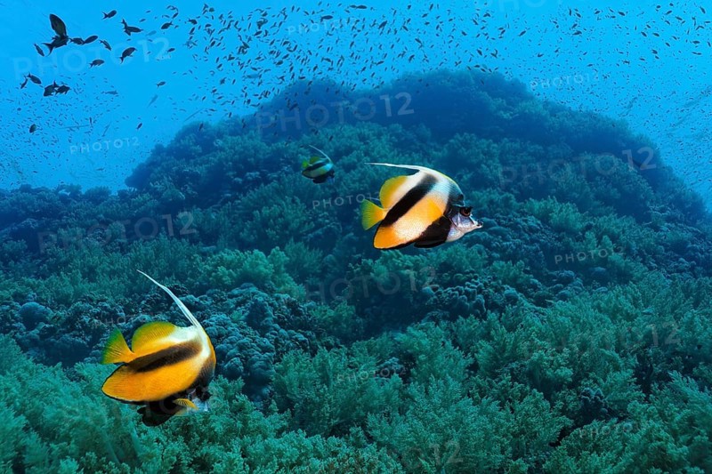 Red Sea bannerfishes (Heniochus intermedius) swim over coral reef