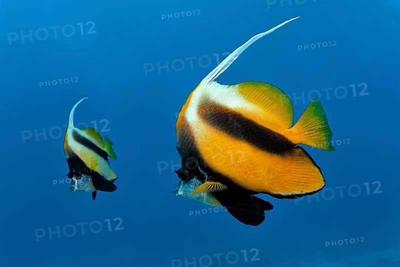 Red Sea bannerfishes (Heniochus intermedius) swimming in the open sea