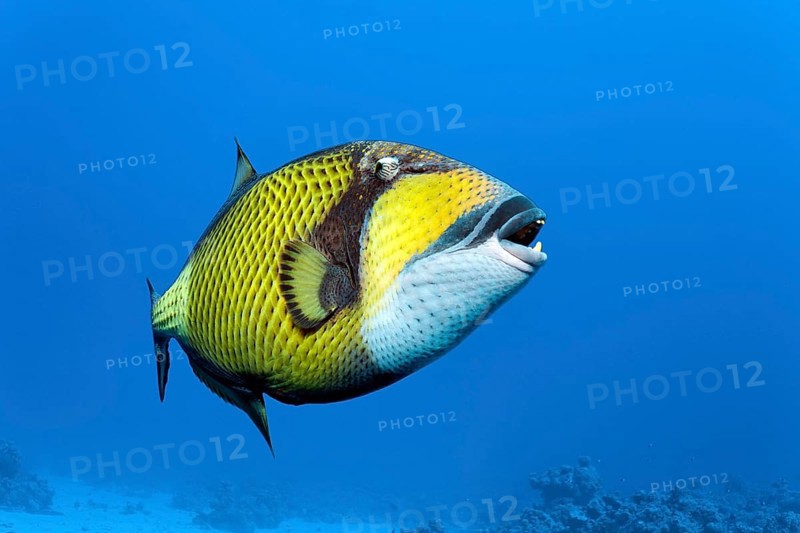 Titan triggerfish (Balistoides viridescens) swims in the open sea