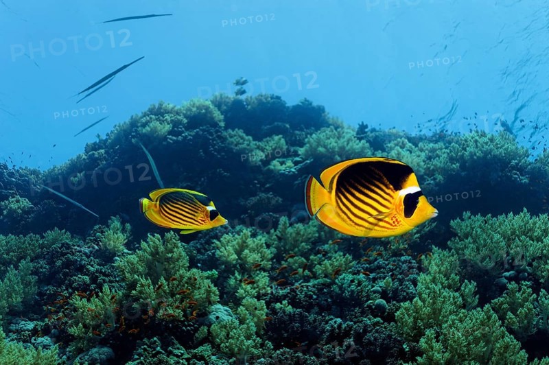 Diagonal Butterflyfish (Chaetodon fasciatus) swims over coral reef
