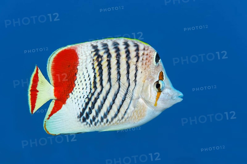 Eritrean butterflyfish (Chaetodon paucifasciatus) swims in open sea