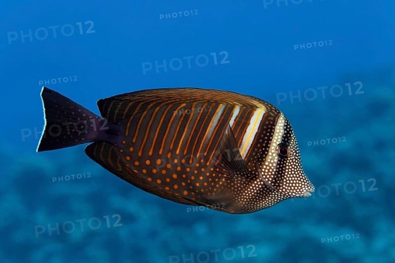 Desjardin's sailfin tang (Zebrasoma desjardinii) swims over coral reef