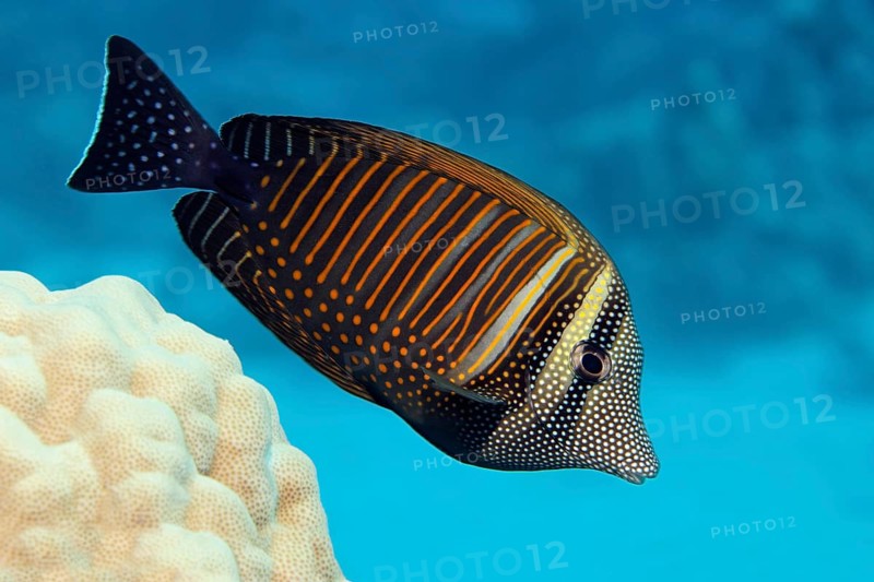 Desjardin's sailfin tang (Zebrasoma desjardinii) swims over coral reef
