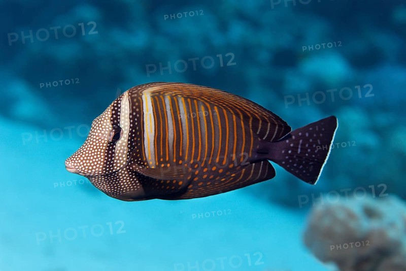 Desjardin's sailfin tang (Zebrasoma desjardinii) swims over coral reef