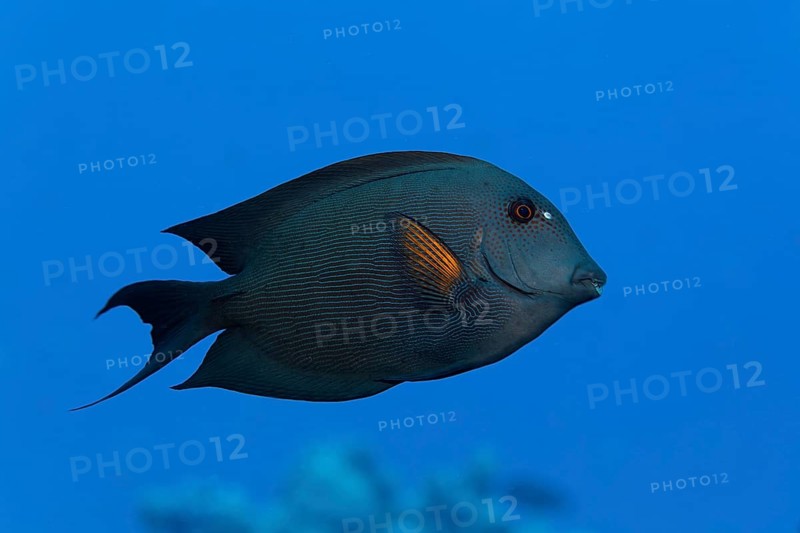Striated surgeonfish (Ctenochaetus striatus) swims over coral reef