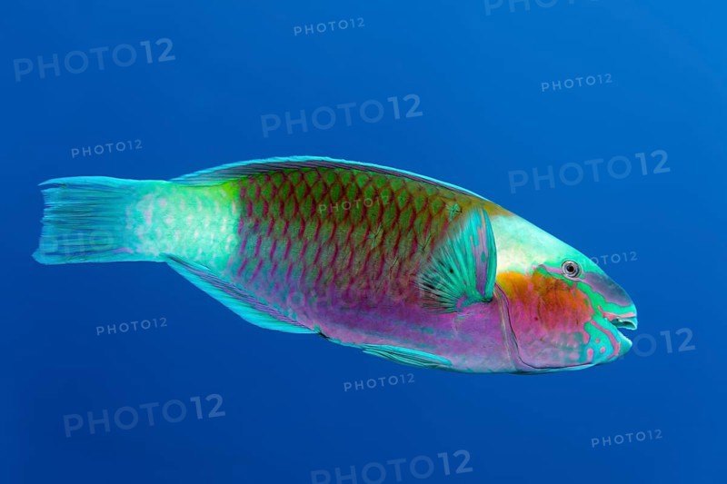 Bullethead parrotfish (Chlorurus sordidus) swims in the open sea