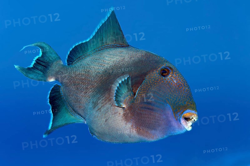 Blue triggerfish (Pseudobalistes fuscus) swims in the open sea