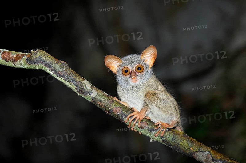 Sulawesi-Tarsier (Tarsius tarsier) sits on branch