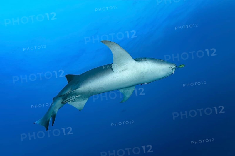 Tawny nurse shark (Nebrius ferrugineus) swimming in the open sea