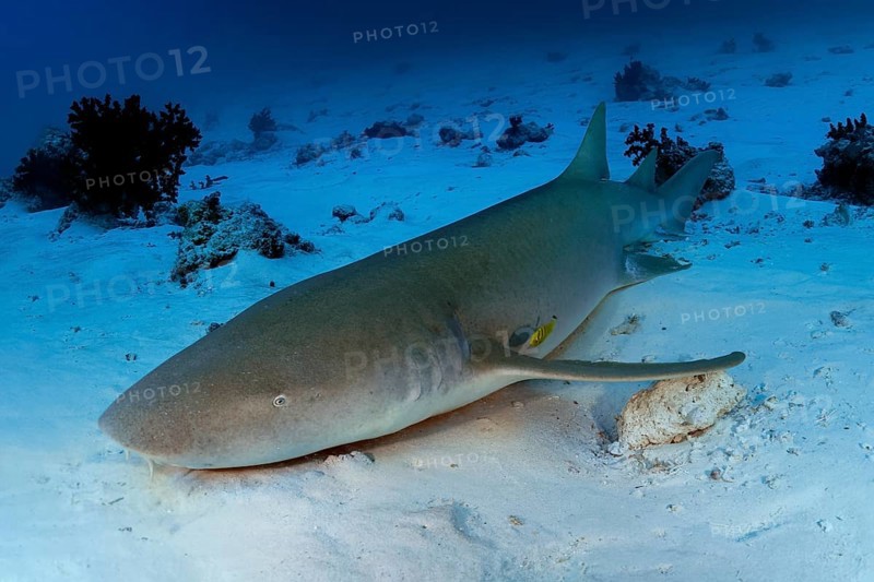 Tawny nurse shark (Nebrius ferrugineus) lies on a sandy bottom
