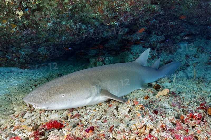 Tawny nurse shark (Nebrius ferrugineus) lies in Shelter