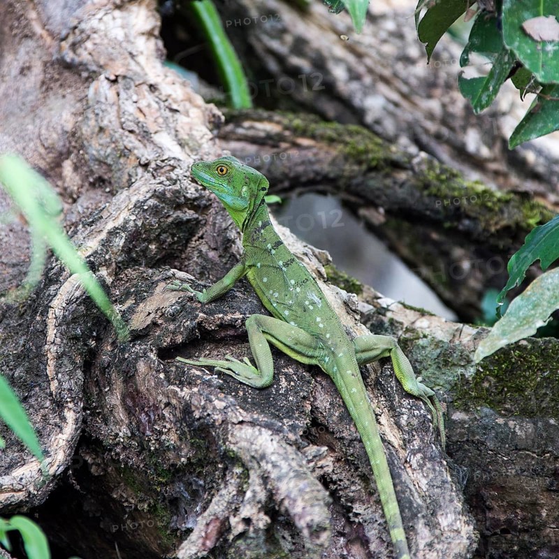 Emerald Basilisk