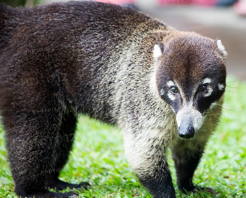 White-nosed Coati (Nasua narica) Near Vulcan Arenal
