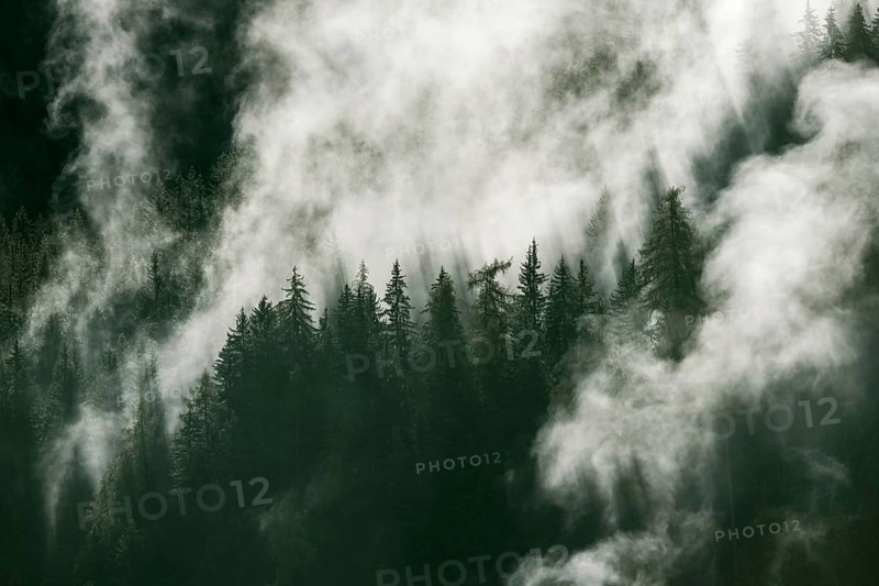 Waft of mist over forest of coniferous trees