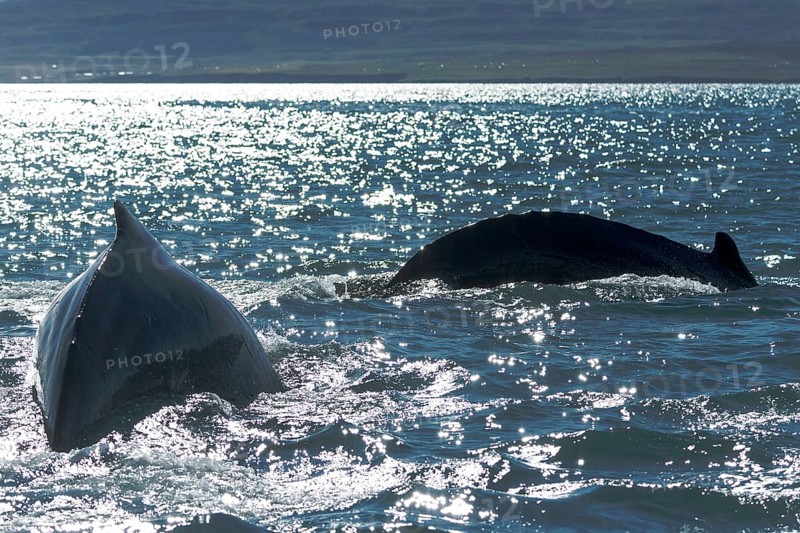 Humpback whales (Megaptera novaeangliae) diving