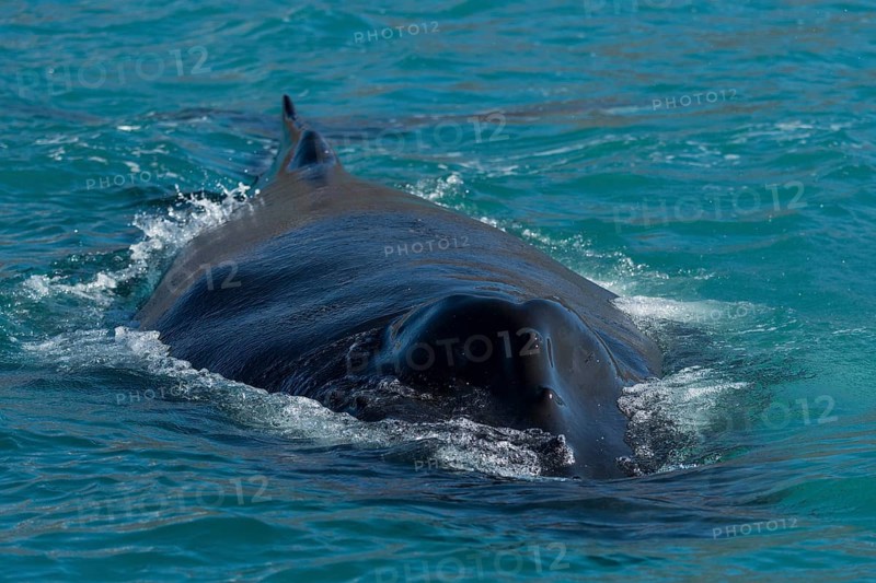 Humpback whale (Megaptera novaeangliae) swimming
