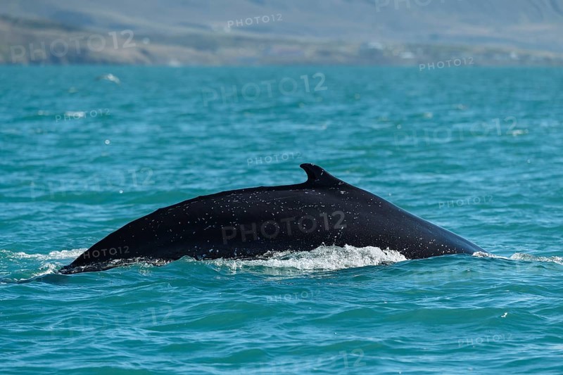 Humpback whale (Megaptera novaeangliae) diving