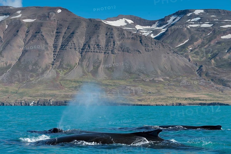 Humpback whales swimming and blowing
