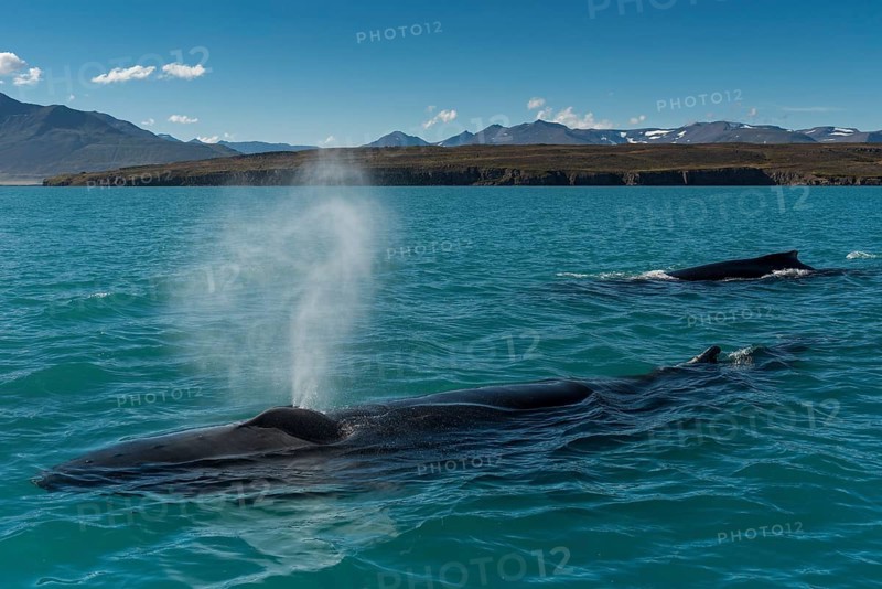 Humpback whales (Megaptera novaeangliae) swimming and blowing