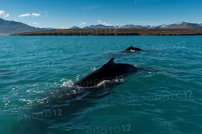 Humpback whales (Megaptera novaeangliae) swimming