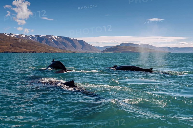 Humpback whales (Megaptera novaeangliae) swimming