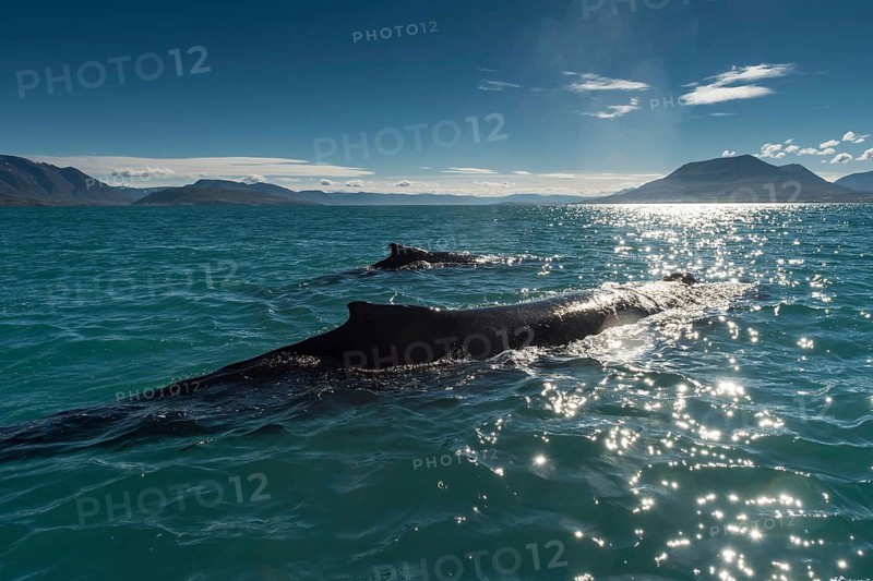 Humpback whales (Megaptera novaeangliae) swimming
