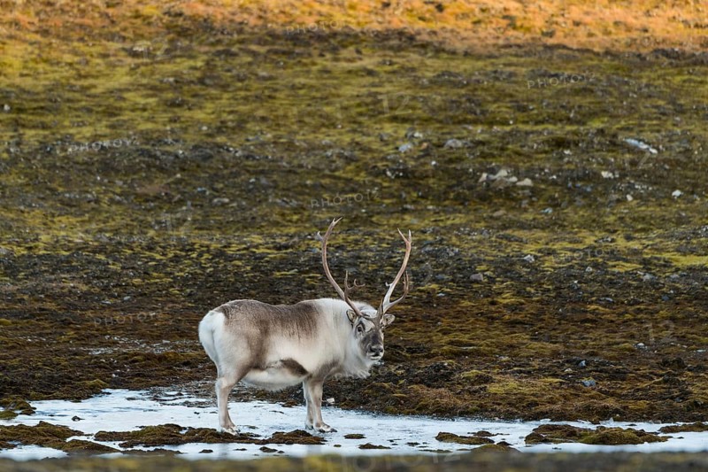 Svalbard reindeer (Rangifer tarandus platyrhynchus)