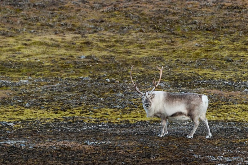 Svalbard reindeer (Rangifer tarandus platyrhynchus)